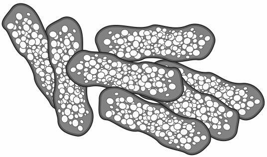 TB bacteria-group